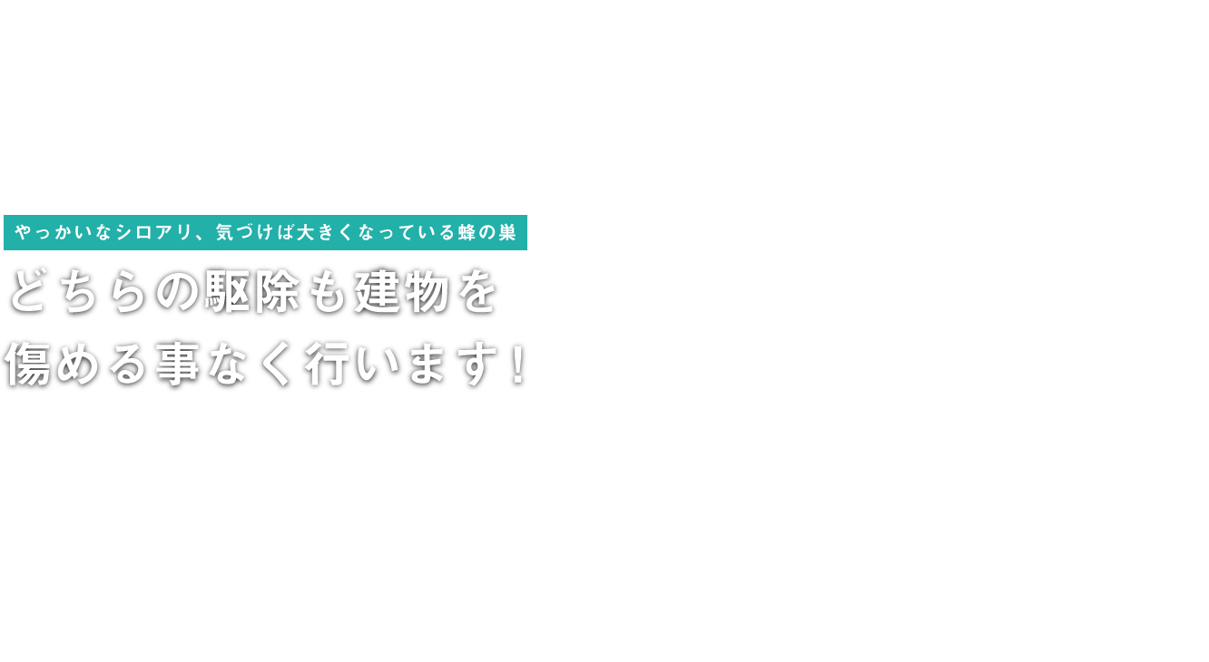 やっかいなシロアリ、気づけば大きくなっている蜂の巣 どちらの駆除も建物を傷める事なく行います！